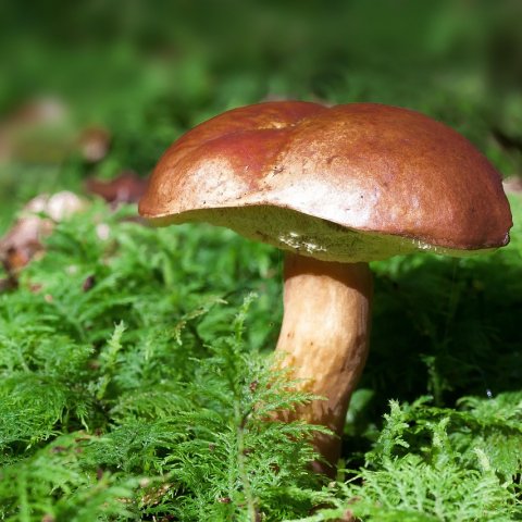 Zdjęcie: Gatunki uznane za wymarłe, które wróciły z niebytu: fenomen Łazarzy