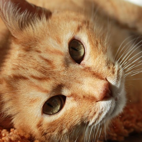 Zdjęcie: Gwiazda Tabby’ego i dziwne zaciemnienia bez wyjaśnienia