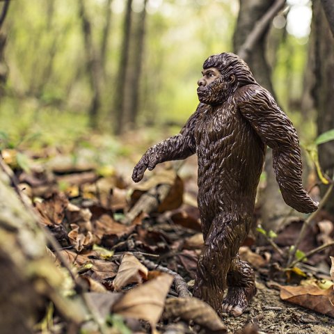 Zdjęcie: Dlaczego ludzie widzą Bigfoota: neurologia złudzeń