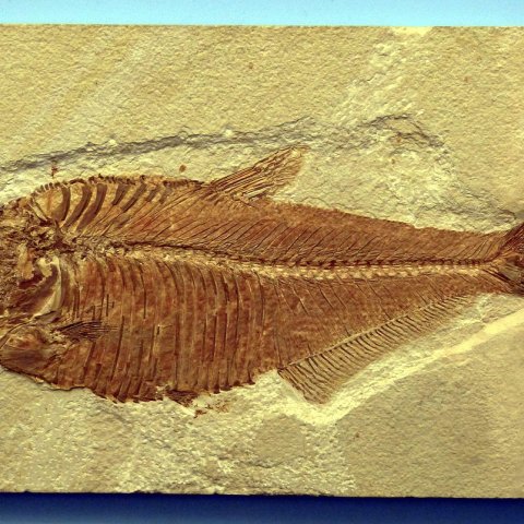 Zdjęcie: Latimeria: ryba z doby dinozaurów i co nam mówi
