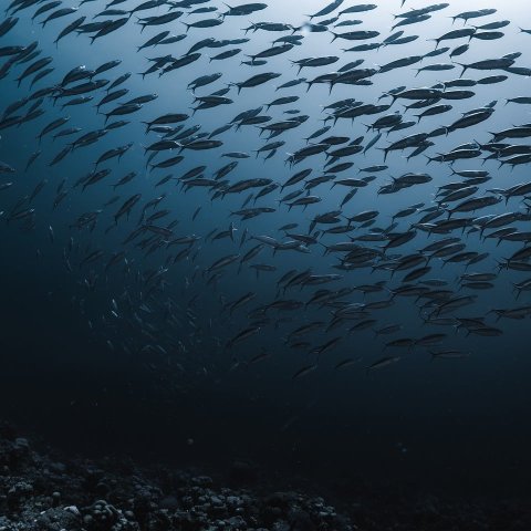 Zdjęcie: Coelacanth w 2025: nowe populacje w Oceanie Indyjskim
