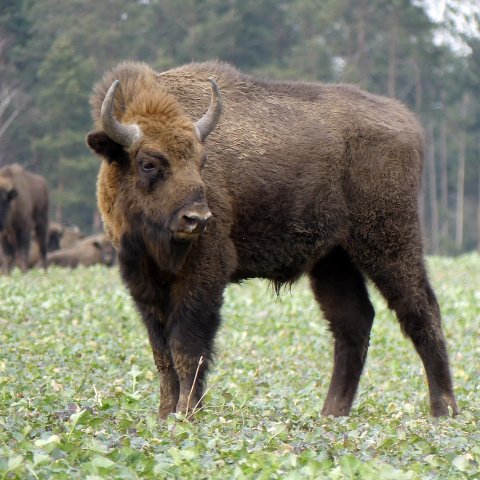 Zdjęcie: Żubr europejski: historia wyginięcia i powrót do Puszczy